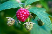 Rubus idaeus - Raspberry