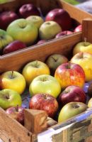 A selection of picked fruit from Paul Barnett's family apple tree