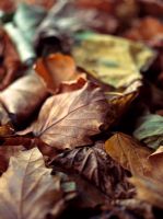 Leaf litter in autumn