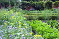 Vegetable garden with rows of green manures - Phacelia tanacetifolia and Mustard, parsnips and beetroot