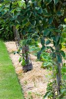 Young apple trees with willow trunk protection in pumpkin bed