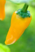 Capsicum annuum 'Bulgarian Carrot' - Chilli pepper