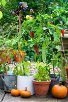 Collection of peppers in containers - sweet and hot varieties