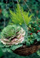 Ornamental cabbage, dwarf conifer, Gaultheria procumbens, variegated heather, pansy and variegated ivy in a wicker hanging basket