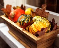Window box with small squashes, pumpkins and gourds in a bed of leaves