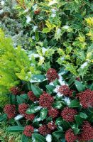 Winter border with evergreens dusted with snow. Osmanthus 'Goshiki', Erica arborea 'Albert's Gold' and red budded Skimmia japonica 'Rubella'