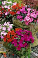 Impatiens - New Guinea busy lizzies growing in two identical weathered terracotta troughs, one set up on upturned urns to form a tiered display
