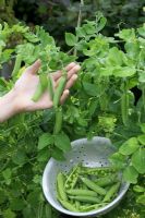 Picking new variety of maincrop Pea - Pisum sativum 'Oasis' growing up chicken wire and ready to harvest