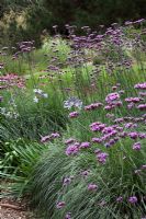 Verbena bonariensis with Pennisetum 'Hameln', Echinacea and Agapanthus at Knoll Gardens in August