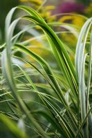 Spartina pectinata aureomarginata - Prairie Cordgrass