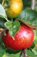 Malus 'Bramley' - Fully ripe apple 