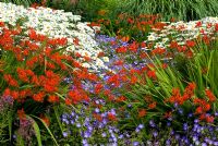 Perennial combination with Geranium x 'Rozanne', Crocosmia 'Lucifer' and Leucanthemum x superbum 'Manhattan' at The Summer Garden, Bressingham Gardens, Norfolk