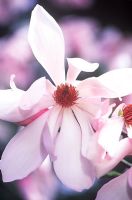 Magnolia sprengeri 'Diva' - Sprenger's Magnolia