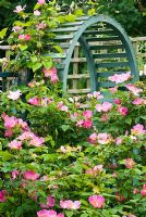 Rosa 'Complicata' - Gallica Rose climbing over wooden arch