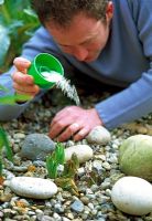 Man spreading organic slug pellets around emerging shoots of Eremurus
