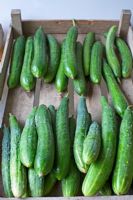 Home grown organic cucumbers in wooden crate 