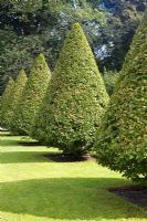 Fagus sylvatica - Beech tree cut into topiary pyramid shape at Gunnebo Castle, Sweden