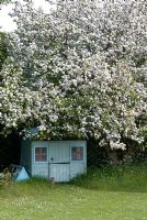 Crab apple in blossom by child's play house in early May 