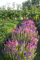 Salvia viridis 'Marble Arch' mix, Salvia officinalis, Salvia officinalis 'Icterina', Salvia officinalis 'Tricolor', Salvia officinalis Purpurascens and Cynara cardunculus covered to keep the stalks tender for eating