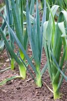 Allium porrum - Leeks growing in vegetable garden