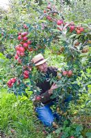 Man checking apples on tree