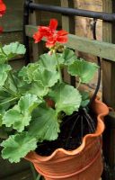 Pelargonium in containers with automatic watering system 
