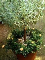 Standard tree in container underplanted with small cream roses