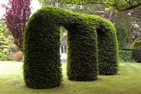 Taxus baccata - Common Yew hedge clipped into arches