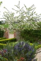 Malus 'Red Sentinel' in blossom with Rosmarinus in formal box edged bed against stone wall - Grovestall Farm, Dorset
