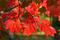 Acer japonicum 'Vitifolium' - Autumn foliage