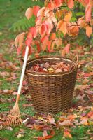 Wicker basket and raked leaves from Prunus tree