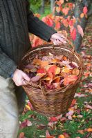 Man holding wicker basket with leaves from Prunus tree