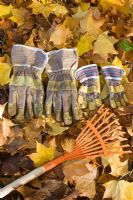 Gloves and rake on fallen leaves of Acer cappadocium 'Rubrum'