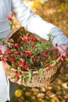 Woman carrying wicker basket of rosehips from wild roses used for flower arrangement