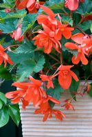 Tuberous Begonia in container
