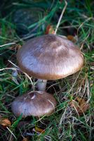 Plutus Cervinus - Deer Shield Mushroom, Plutée couleur de cerf, Rehbrauner Dachpilz