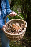Girl holding a basket of edible wild mushrooms including Asphalt Mushroom, Fried Chicken Mushroom and Honey Fungus 