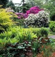 Ferns, Irises and Rhododendron in Beth Chatto's garden, Essex