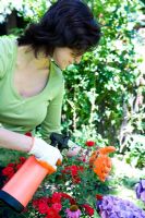 Woman spraying roses