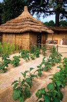 Aubergine, Peanut and Tomato planted in a vegetable garden with a straw shelter inspired by a West African market garden. 'Seeds of Hope' garden designed by Claire Whitehouse at RHS Hampton Court Flower Show
