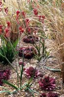 Anigozanthos flavidus, Carex buchananii and Sempervivums in the 'Renew' garden RHS Hampton Court Flower Show