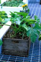 Courgette 'Ambassador F1' growing in an old wooden box placed on a metal grille flooring to ward off slugs in the 'Allotment 2020' garden, RHS Hampton Court Flower Show