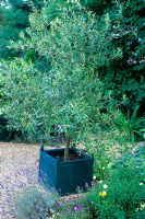 Olea europaea - Olive tree in Versailles planter in Mediterranean style garden in August. Designed by Alan Titchmarsh at Barleywood, Hampshire.