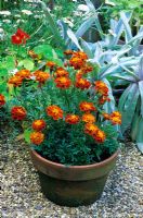 Tagetes - French marigolds growing in a container in August designed by Alan Titchmarsh at Barleywood, Hampshire.