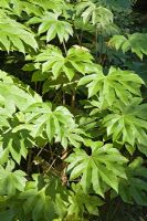 Fatsia japonica - Japanese aralia spreading suckering rounded evergreen shrub with thick steams