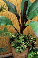 Ensete ventricosum 'Maurelii' growing in a Cretan terracotta pot with giant leaved Solenostemon 'Kong Series' and a bamboo screen for shelter