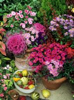 Asters, Origanum laevigatum 'Herrenhausen', ornamental kale 'Red Chidori', Chrysanthemum 'Lynn', pansies and ornamental gourds