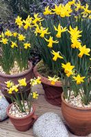 Four popular varieties of daffodil in terracotta pots and pans. Narcissus 'Tete-a-tete', Narcissus 'February Gold' in basketweave pan, Narcissus 'Jetfire' in foreground and Narcissus 'Quince' in smallest pot