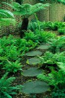 A path of tree trunk steps leads through a shady garden of ferns and Dicksonia. Designed by Alan Titchmarsh at Barleywood, Hampshire.