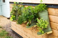 Green wellington boots used as planters for herbs including mint, chives, thyme and strawberries 